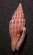 Vexillum suluense