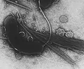 Image au microscope électronique à transmission de V. cholerae qui a été colorée négativement.