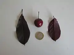 Feuilles et Fruit.
