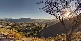 Vicuña