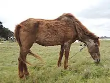 Cheval vu de profil, une corde autour du cou.