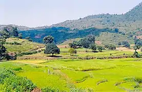 La Vallée d'Araku, dans le nord-est de l'État, est connue pour son climat frais et pour ses plantations de café.