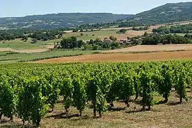 Image illustrative de l’article Côtes-d'auvergne