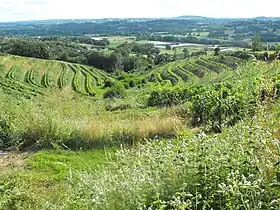 Coteaux du Saillant-Vézère vers la Chartroulle.