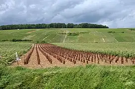Le vignoble de Champagne vers le hameau de Courcelles.