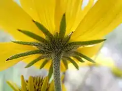 Involucre de Heliomeris multiflora&nbsp;(en).