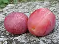Fruit marqué de points clairs.