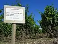 Vignoble produisant de l'AOC Rivesaltes (AOC).