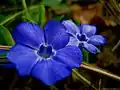 Giant steps periwinkle, une variété de Vinca major.