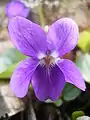 Violette odorante