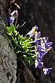 Viola pyrenaica