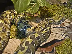 Bitis parviocula