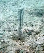 Virgularia gustaviana (Virgulariidae)