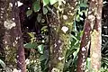 Vismia ferruginea