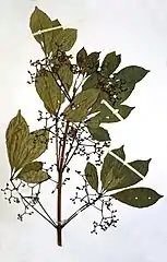 Vitex lokundjensis.