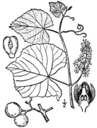 Vitis labrusca