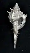 Vokesimurex malabaricus.