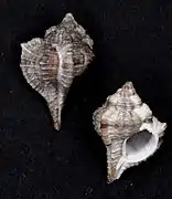 Vokesimurex recurvirostrum.
