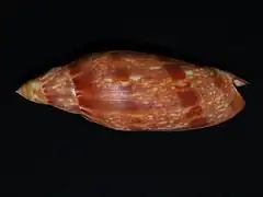 Volutoconus grossi