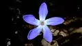 fleur de Voyria caerulea