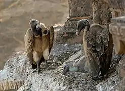 Vautours au nid, Orchha, Madhya Pradesh