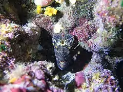 Petite cigale de mer, Scyllarus arctus à l'entrée de la grotte d'Escampobariou, Var, France.