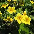 Waldsteinia ternata, Europe centrale, Sibérie, Chine, Japon.