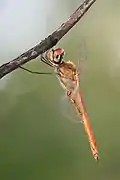 Pantala flavescens mâle