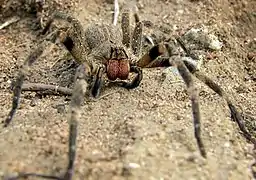 Phoneutria nigriventer, à la morsure très douloureuse, a des soies rouge pâle, couvrant les chélicères sur toute leur longueur.