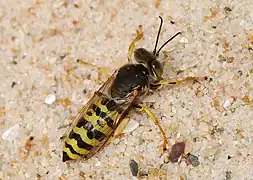 Crabronidae (Bembicini)