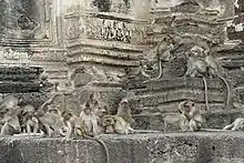 Attention aux singes! (macaques à longue queue ou macaques crabiers de Lopburi)