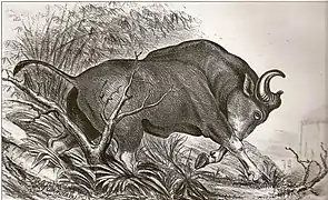 Dessin de Robert Armitage Sterndale (en) (1886).