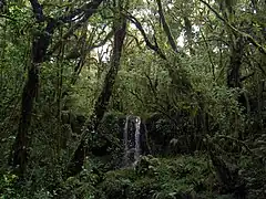 Chute d'eau dans la forêt de brouillard : le recouvrement épiphyte est important.