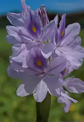 Jacinthe d'eau