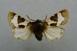 Écaille chaste(Watsonarctia deserta)