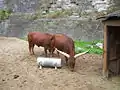 Watusi