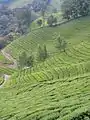 Plantation de thé