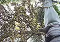 Inflorescence