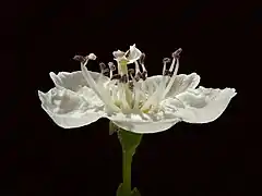 Fleur.
