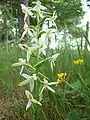 Platanthère blanche en forêt de Müden.