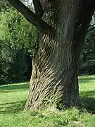 100 Jahre alt