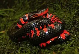 Farancia abacura