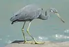 aigrette des récifs