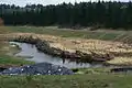 troncs utilisés pour stabiliser une berge dans le cadre de la renaturation