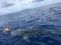 Requin-baleine
