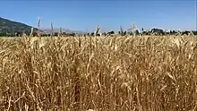 Champ de céréales dans une plaine.