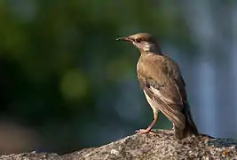 Spodiopsar cineraceus