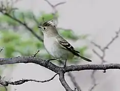 Élénie à cimier blanc (Elaenia albiceps)