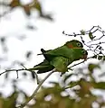 Couple (Mato Grosso, Brésil)