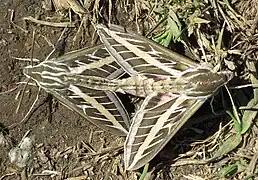 Accouplement